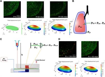 An In Vitro Microfluidic Alveolus Model to Study Lung Biomechanics